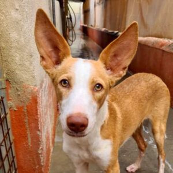 BOB-steckt voller Lebensfreude, Fröhlichkeit und Optimismus