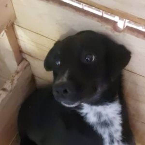 SANSA-Sanfte Seele sucht den Weg ins Glück