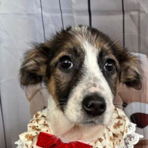 ISA-hübsches kleines Mädchen mit ihrem schneeweißen Fell und der braun-schwarzen Maske im Gesicht