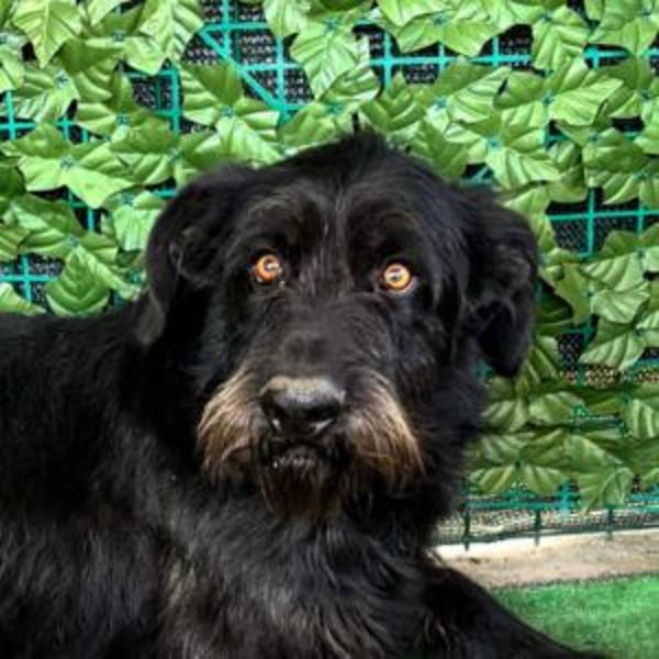 NERO-hübscher, liebevoll-freundlicher Mischlingsrüde