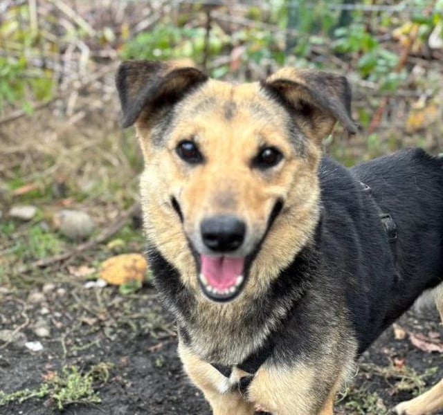 SAADET-freundliche, liebe und herzensgute Hündin wartet auf ihre Chance in einer liebevollen Familie