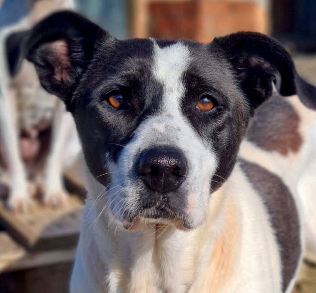 AMELIE-ruhige, sanfte Maus sucht ihr liebevolles Für-immer-Zuhause