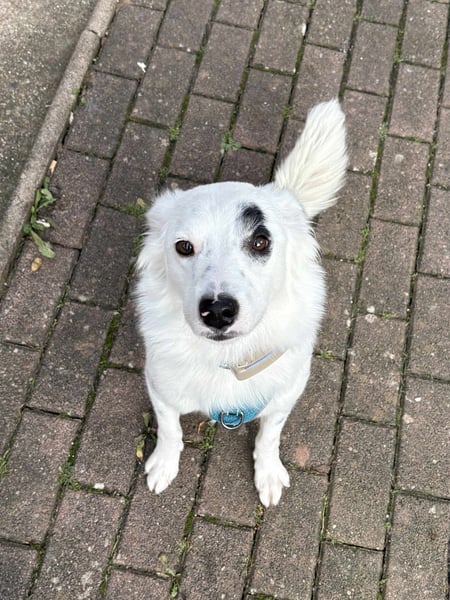 Charlie sucht Hundekenner mit großem Herzen