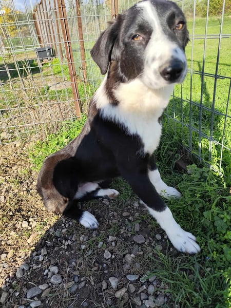 Balou - einfach bezaubernd