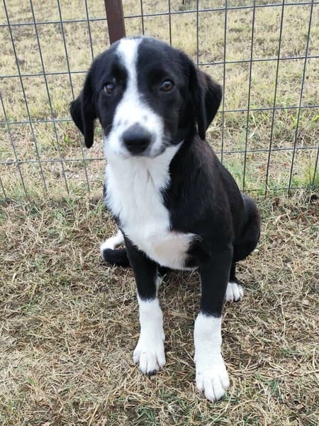 Balou - kleiner Welpe auf der Suche nach liebevollen Tiereltern