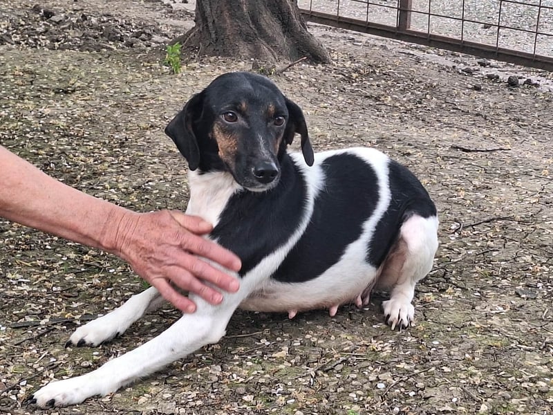 Die sanfte, liebe Kima sucht ein Zuhause !