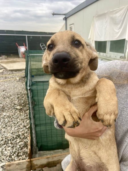 Snoop – kleiner Sonnenschein auf der Suche nach seinem Platz