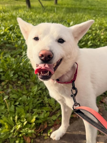 Shushu, sanftes Herz sucht geduldige Familie