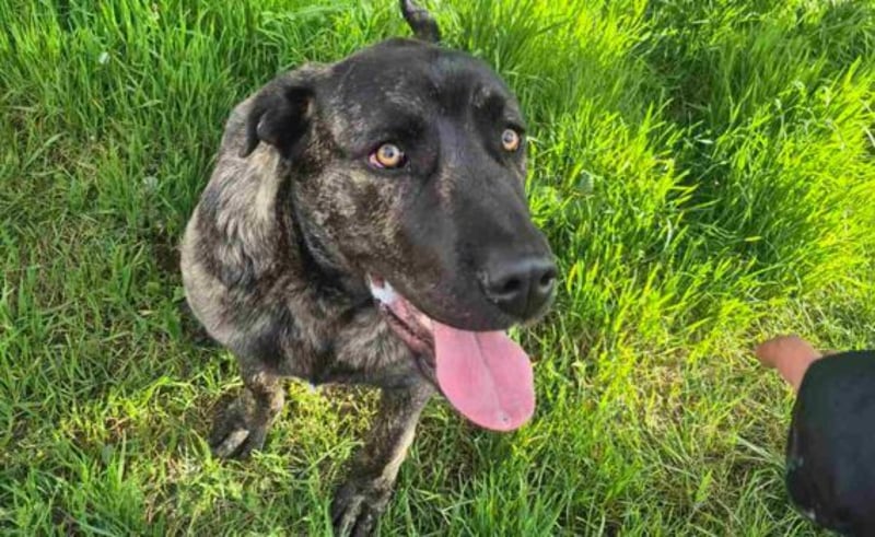 Zuckersüßer Riley sucht Familienanschluss.