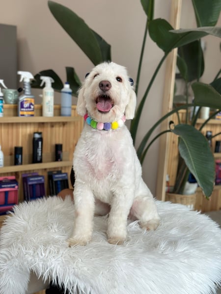 Dobby - ein Hundeherz voller Liebe sucht DICH