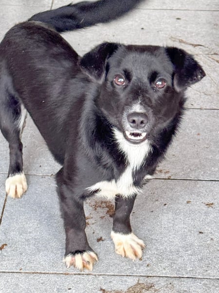 HERA - Zaubermaus sucht ihre Menschen