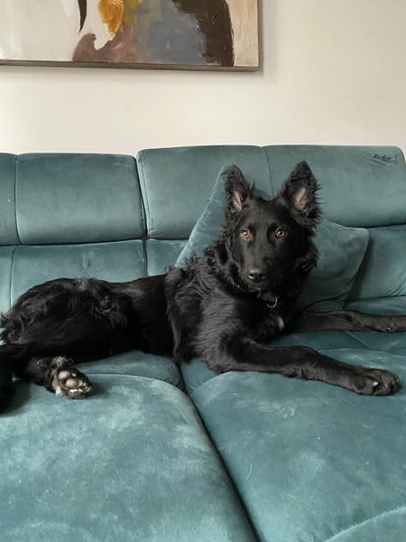 Sanfter Enzo in 20099 Hamburg