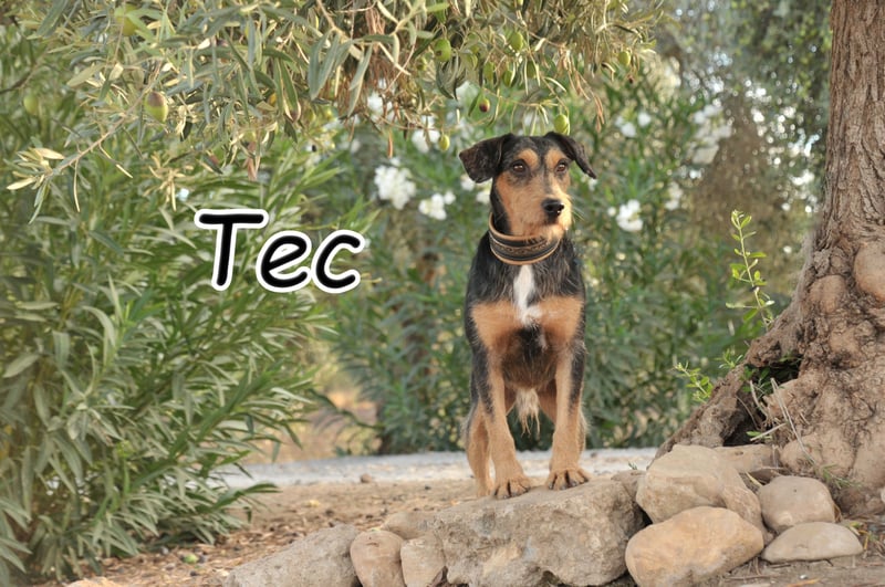 Schenken Sie Tec das Zuhause das er verdient?