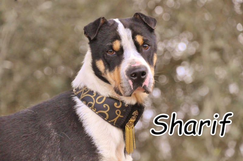 Zeigst du Sharif, dass seine Zukunft hell ist?