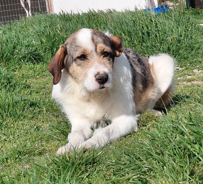 Überlebenskämpferin Hara sucht ihr Für-immer-Zuhause ❤️