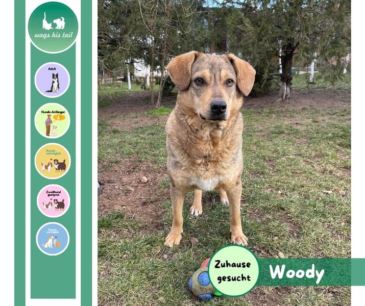Woody - Absoluter Traumhund sucht seine Familie❤️