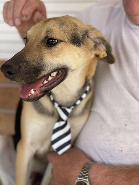 BRUNO - Wunderschöner 7 Monate alter Mischlingsrüde auf der Suche nach seinem Zuhause