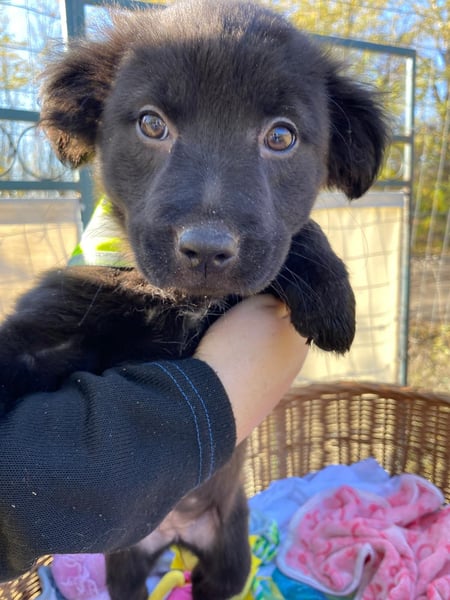 FINA - Kleine Welpin sucht ihre Für immer Menschen