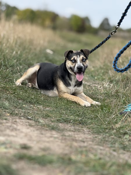 TAYA - Wunderschöne Hündin mit strahlend blauen Augen sucht ihr Glück
