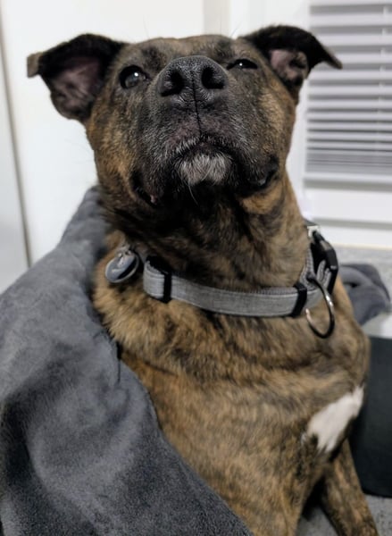 SUSI - Schmusemaus Susi sucht ein liebevolles Zuhause