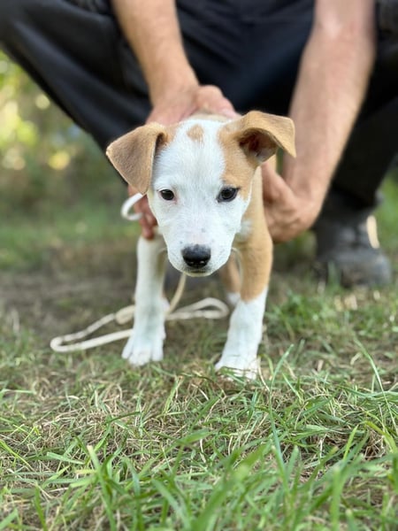 KENIA - Kleines Hundekind sucht Geborgenheit und Liebe