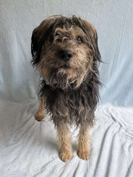 ZUMA - Sanfter, verspielter Hundejunge sucht seine zweite Chance