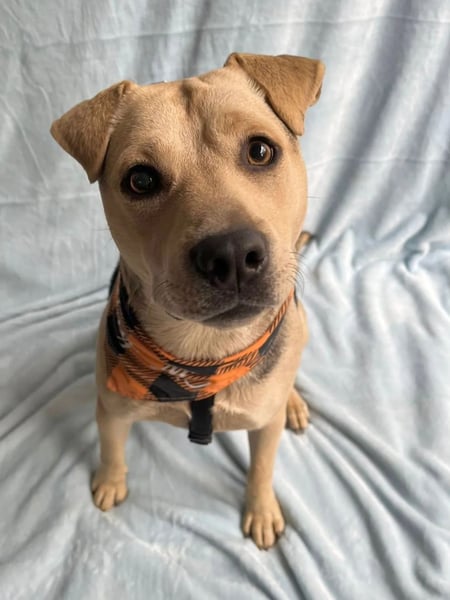 DORIS - Sanfte junge Hündin, rundum verträglich mit Hunden und Katzen, sucht ihr Zuhause