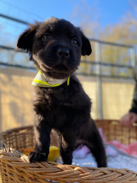 AYLA - Braune Schönheit sucht ihre Menschen