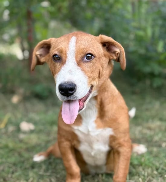 YELLINA - Junge Hundedame voller Energie und Lebensfreude sucht ihr Glück