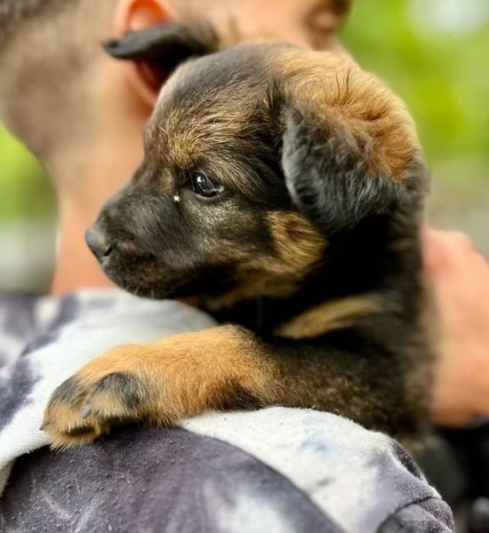 BONNY - Kleines Hundemädchen mit großem Herzen sucht ihr Glück