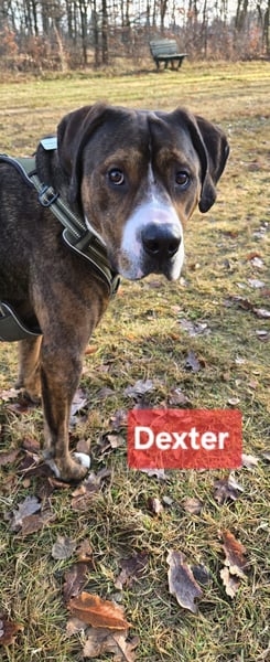 Dexter sucht ein neues Zuhause