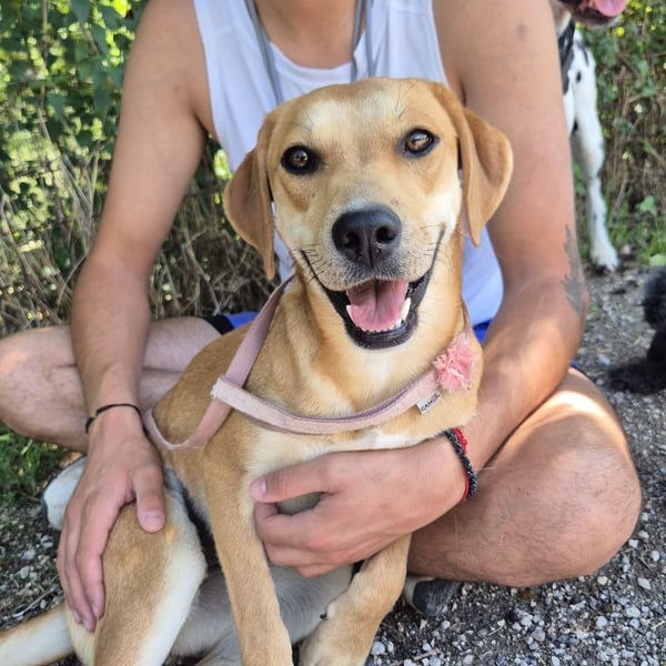 Ohana - freundliche, kinderliebe, junge Hündin