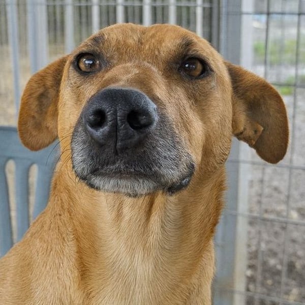 Estella - sanfte Hündin, noch ein bißchen schüchtern, aber bereit für ein liebevolles Zuhause