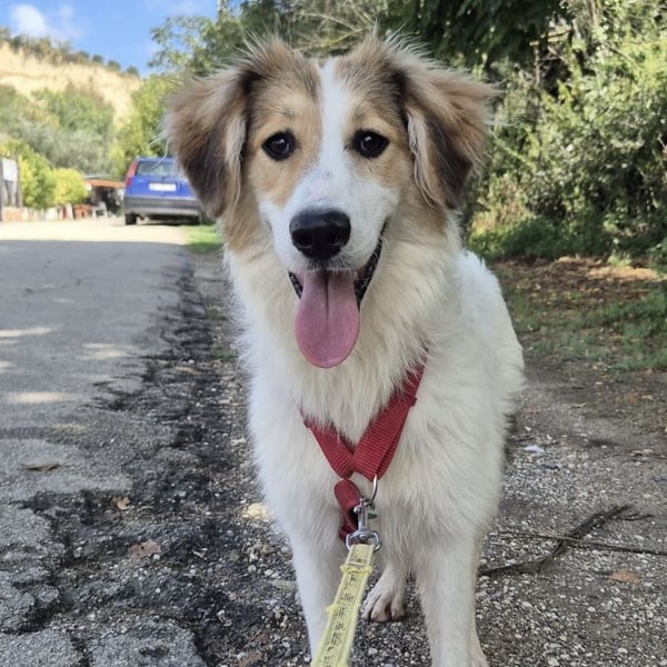 Pesca - junge wunderschöne Hündin