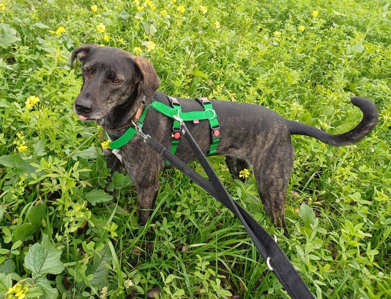 sanfte Mia auf Pflegestelle in 88214 Ravensburg sucht ihr Zuhause