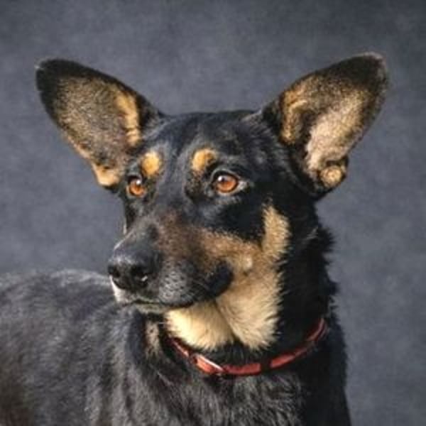 NORA 2 möchte ihr Herz verschenken