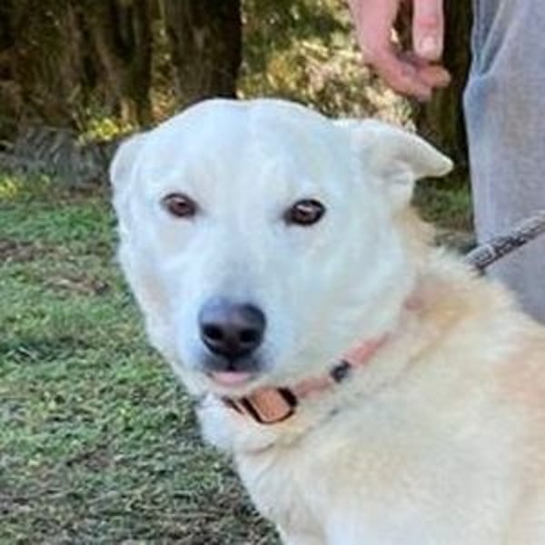 CHANTAL ist ein Traumhund