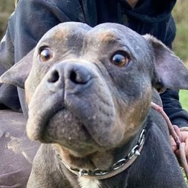 JORGI ist ein liebenswerter,  verträglicher Kerl