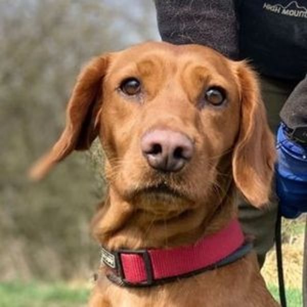 LEA, wunderschöne und zierliche Hündin