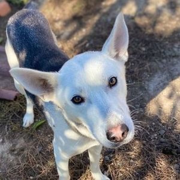 SVEN ist ein fröhlicher Jungspund