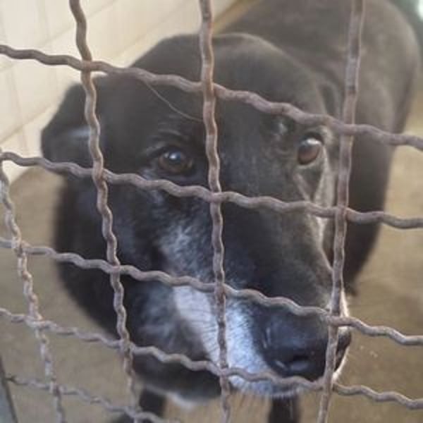 BILLY ist so verzweifelt - wer rettet ihn?