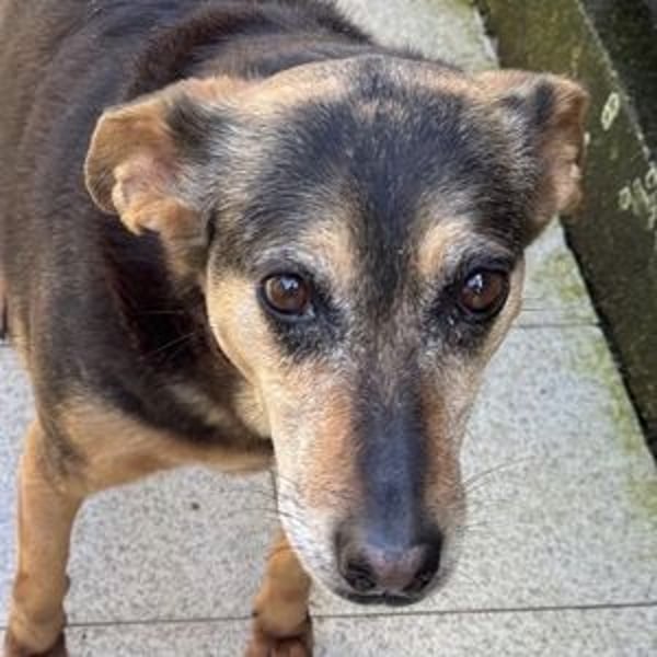 DALIA soll dort nicht sterben