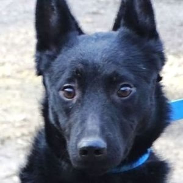 PETRA - süßes Spitzöhrchen