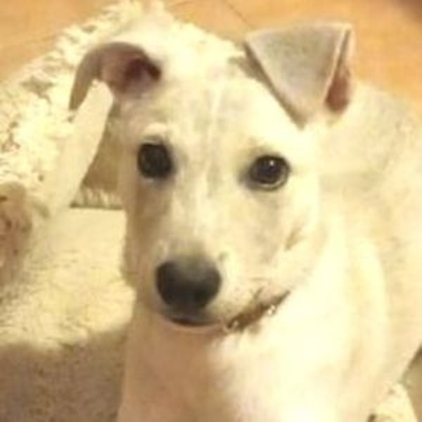 PEDRO süsses Pelzbaby