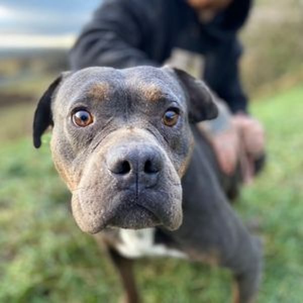 JORGI ist ein liebenswerter,  verträglicher Kerl