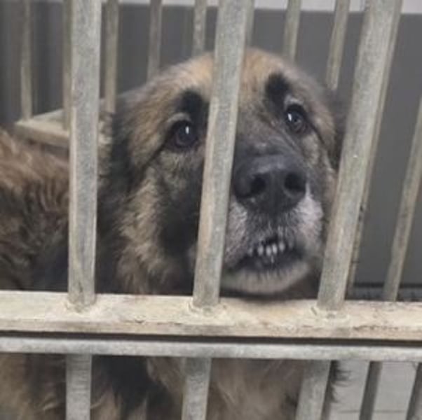 NICOLAU wurde erbarmungslos entsorgt