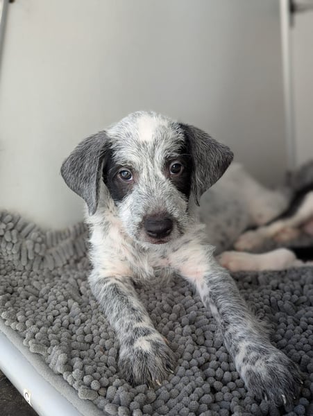 Emil sucht eine einfühlsame Familie