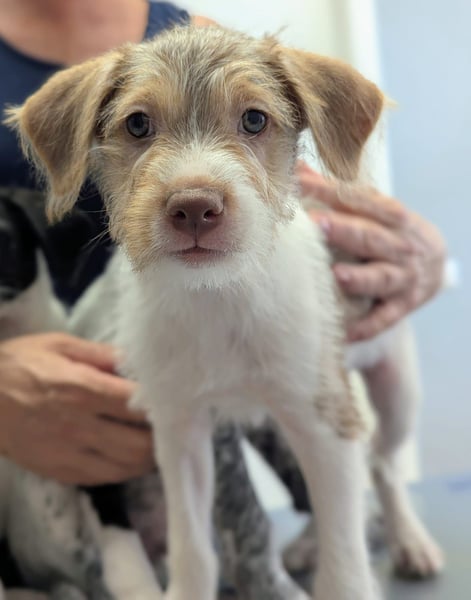 Bouncy Benni wartet auf seine Familie