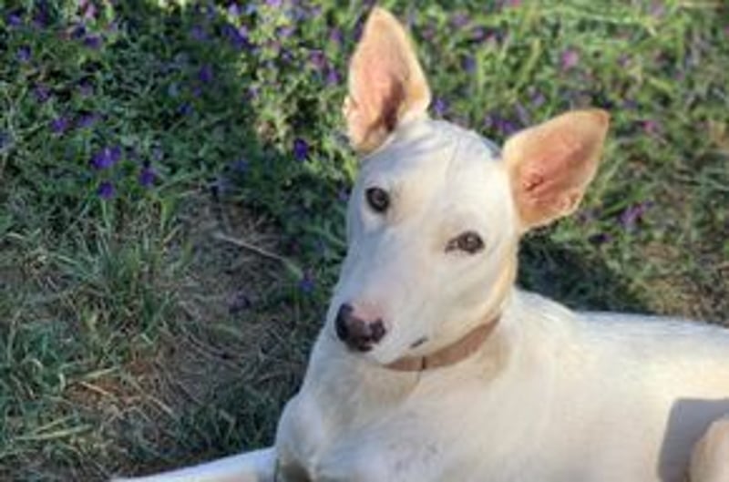 Lagune, ein zugewandter und liebenswerter Wildfang