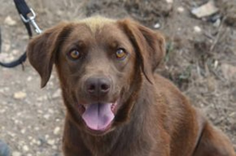 Leonardo, ein fröhlicher Wirbelwind und treuer Gefährte